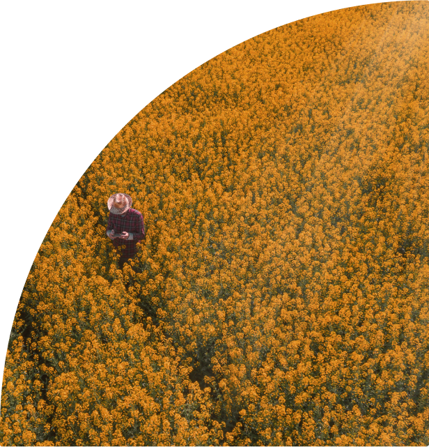 field
