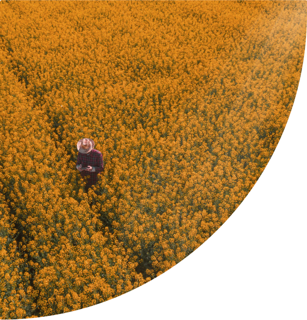 field